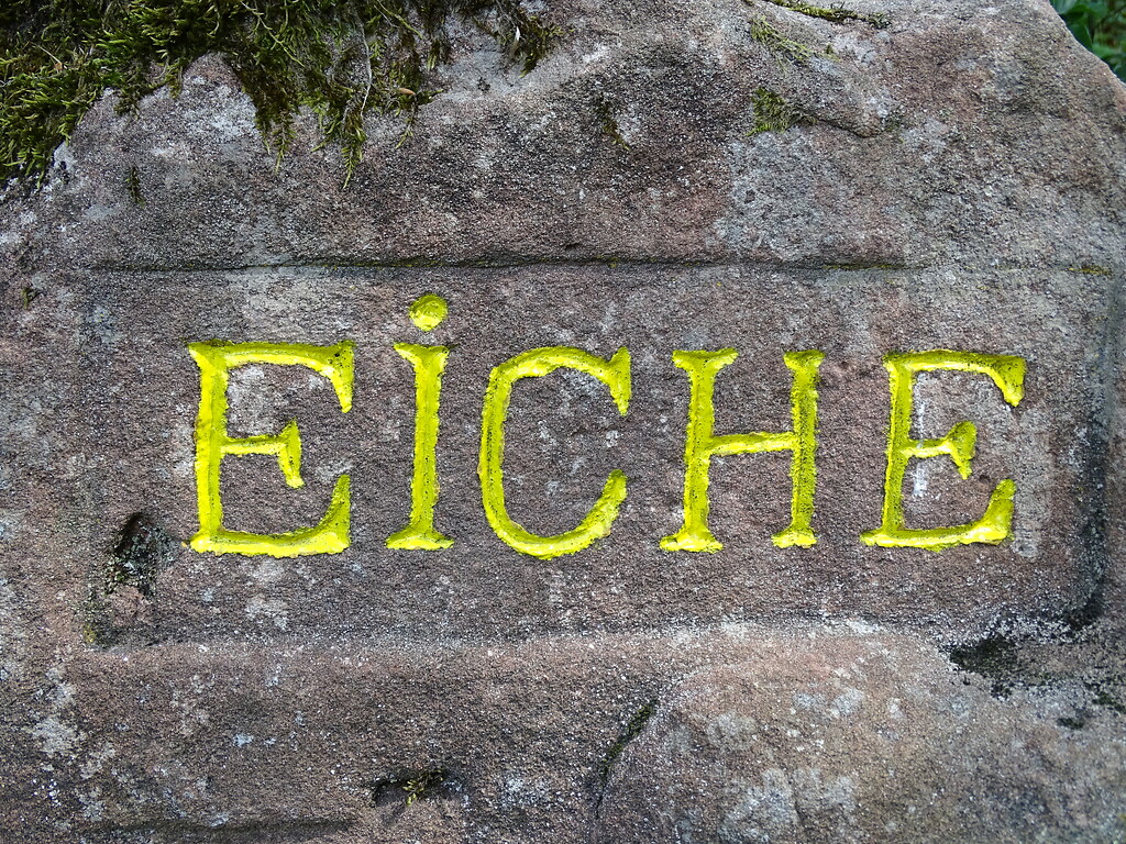 Ritterstein Nr. 119 Eiche westlich von Esthal (2019)
