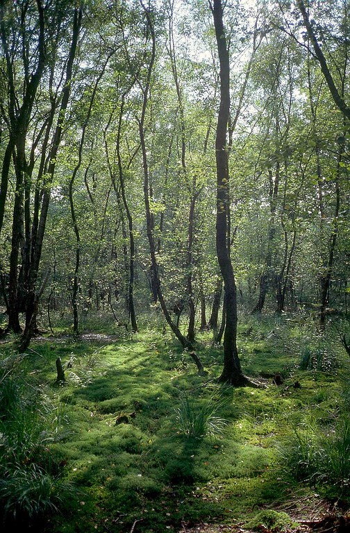 Blick in einen Birkenmoorwald in der Krüdersheide bei Solingen (2007)