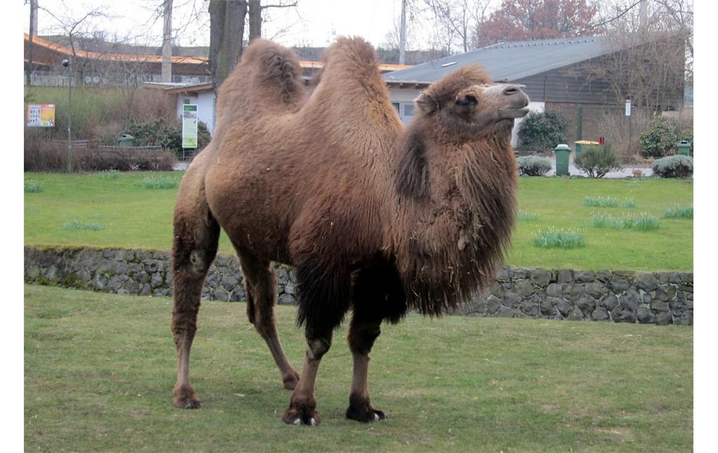 Ein Trampeltier (Camelus ferus, auch zweihöckriges Kamel) im Gehege des Kölner Zoos (2013).