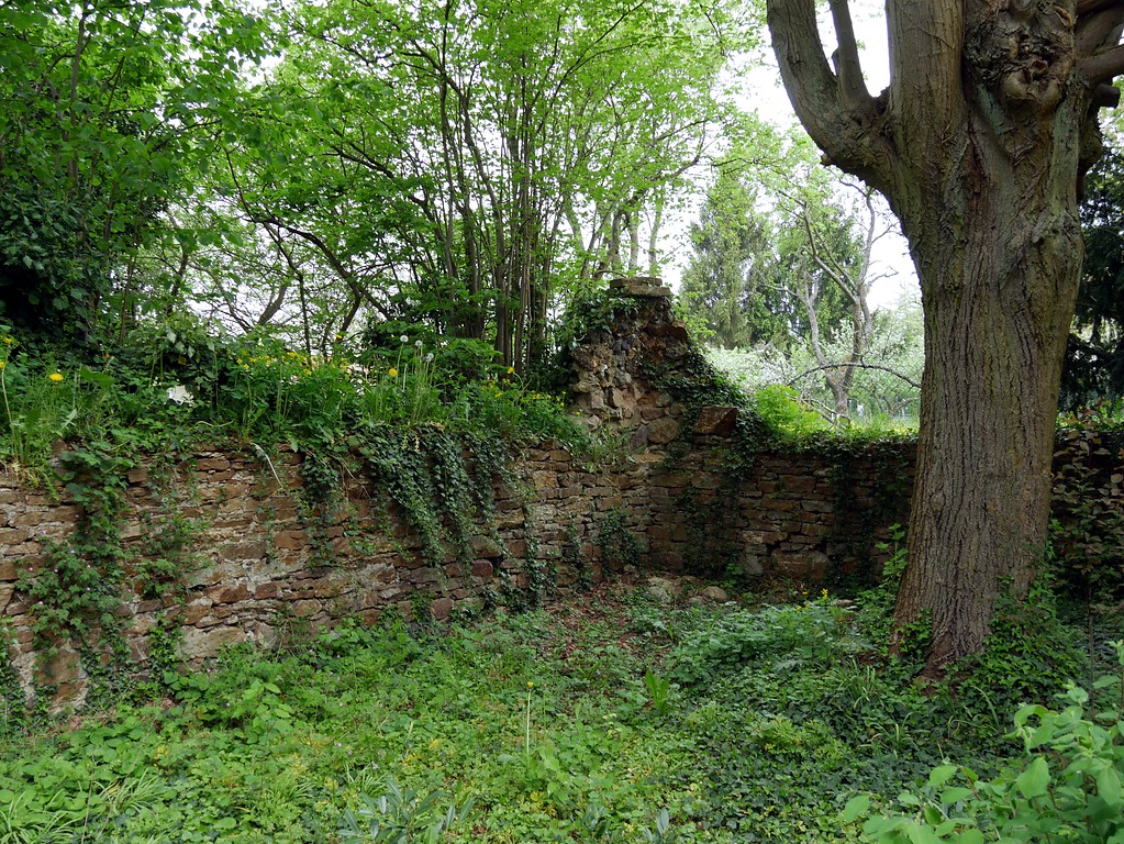 Mauerreste des ehemaligen katholischen Friedhofs in Dörrebach (2016).