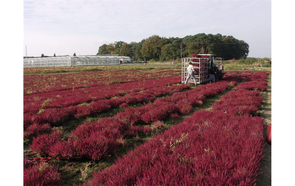 Gartenbaubetrieb bei Weeze, der Heidekraut anbaut (2002)