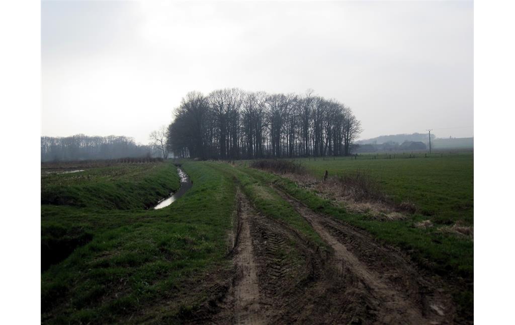 Waldparzelle in westlichen Teil des Uedemerbruchs, umgeben von landwirtschaftlichen Nutzflächen (2011).