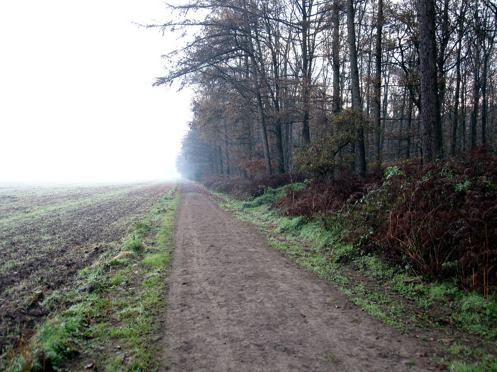 Forstweg (Jagenweg) im ehemaligen Reichswalde (Nierswalde) (2011)