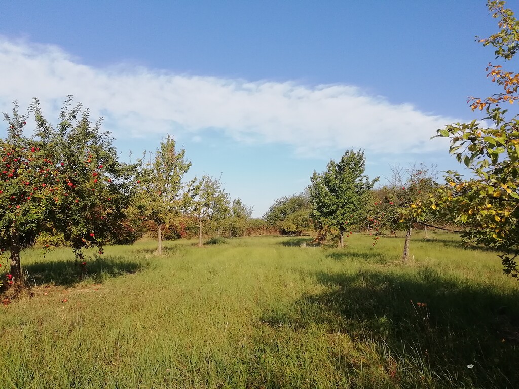 Die Streuobstwiese "Brachholz" bei Bornheim mit fruchtenden Apfelbäumen links im Bild (2018).