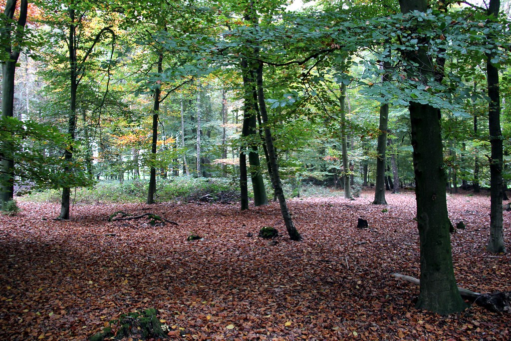 Laubwaldfläche südlich des Kohlenbrennerhofes in Uedemerbruch (2012).