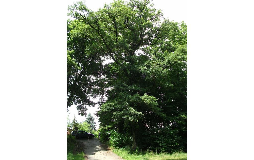 Die nordwestliche der beiden schutzwürdigen Stieleichen ('Quercus robur') in einem Baumbestand an der Elmoresstraße in Windeck-Schladern (2013)