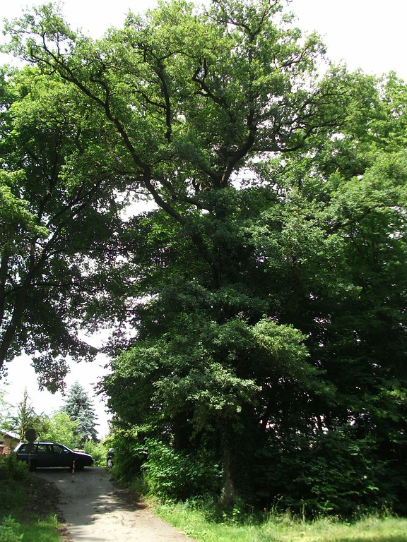 Die nordwestliche der beiden schutzwürdigen Stieleichen ('Quercus robur') in einem Baumbestand an der Elmoresstraße in Windeck-Schladern (2013)