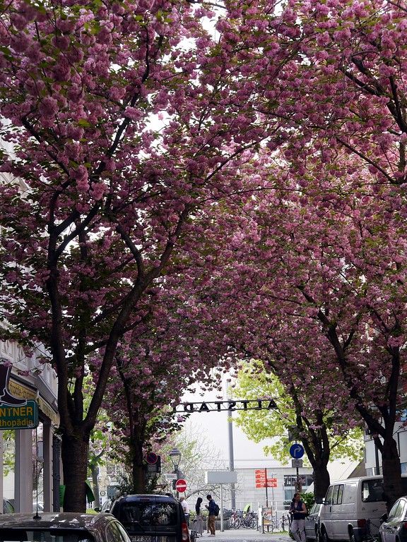 Kirschblüte in der Bonner Altstadt (2018)