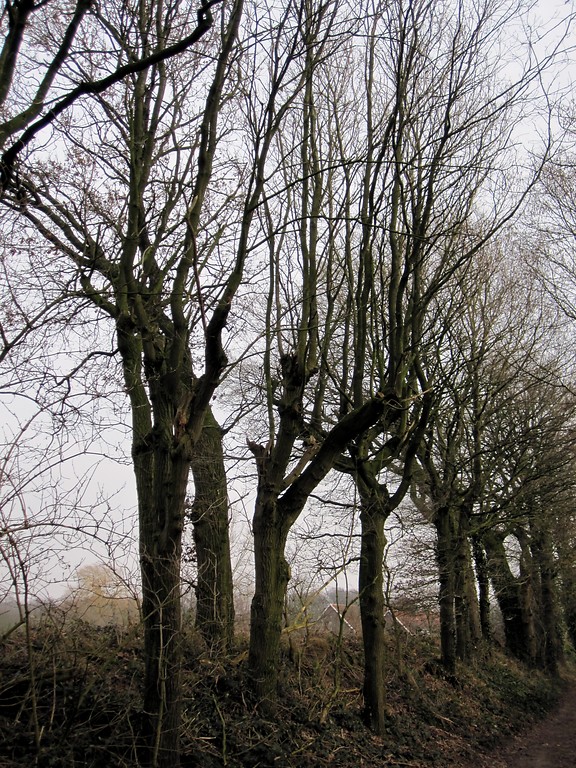Baumreihe am Hohlweg in Uedem (2011)