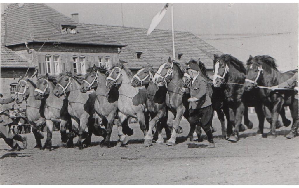 Präsentation der Kaltblutkoppeln während der 200-Jahr-Feier des Landgestüts Zweibrücken (1955)