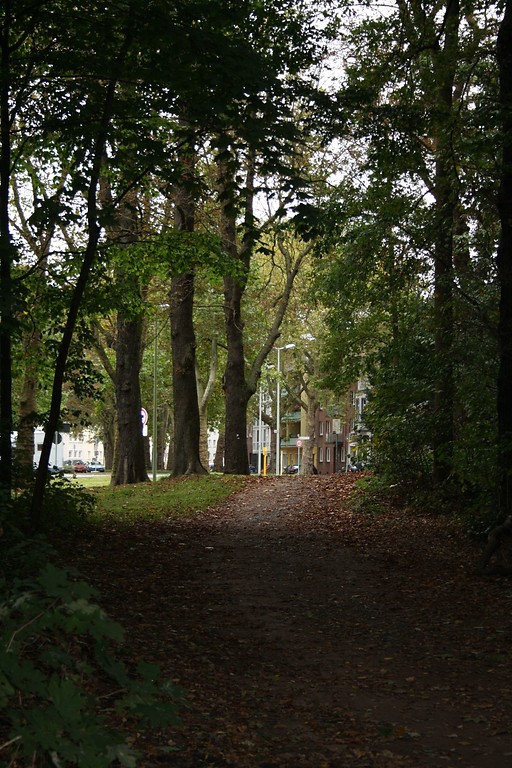 Seitlicher Querweg, der aus dem Weseler Glacis heraustritt (2014). Am Rand stehen drei mächtige Straßenbäume.