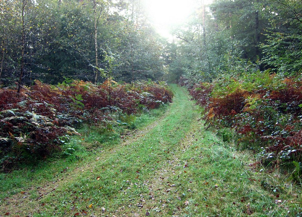 Ein Rad- und Wanderweg in der Wahner Heide (2011).