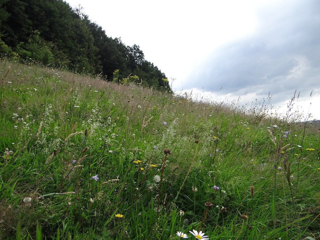 Bunte Blütenvielfalt am Hang bei Mitteleschbach (2016)