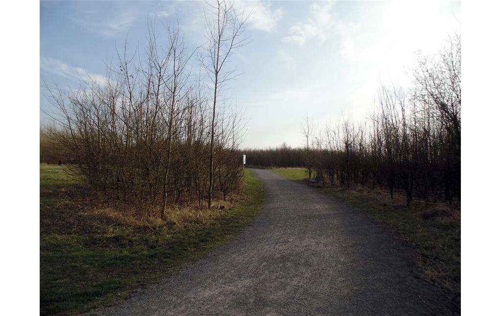 Blick in Richtung Süd-Westen entlang des Hauptweges des Waldlabors im Stadtwald in Köln-Junkersdorf (2021).