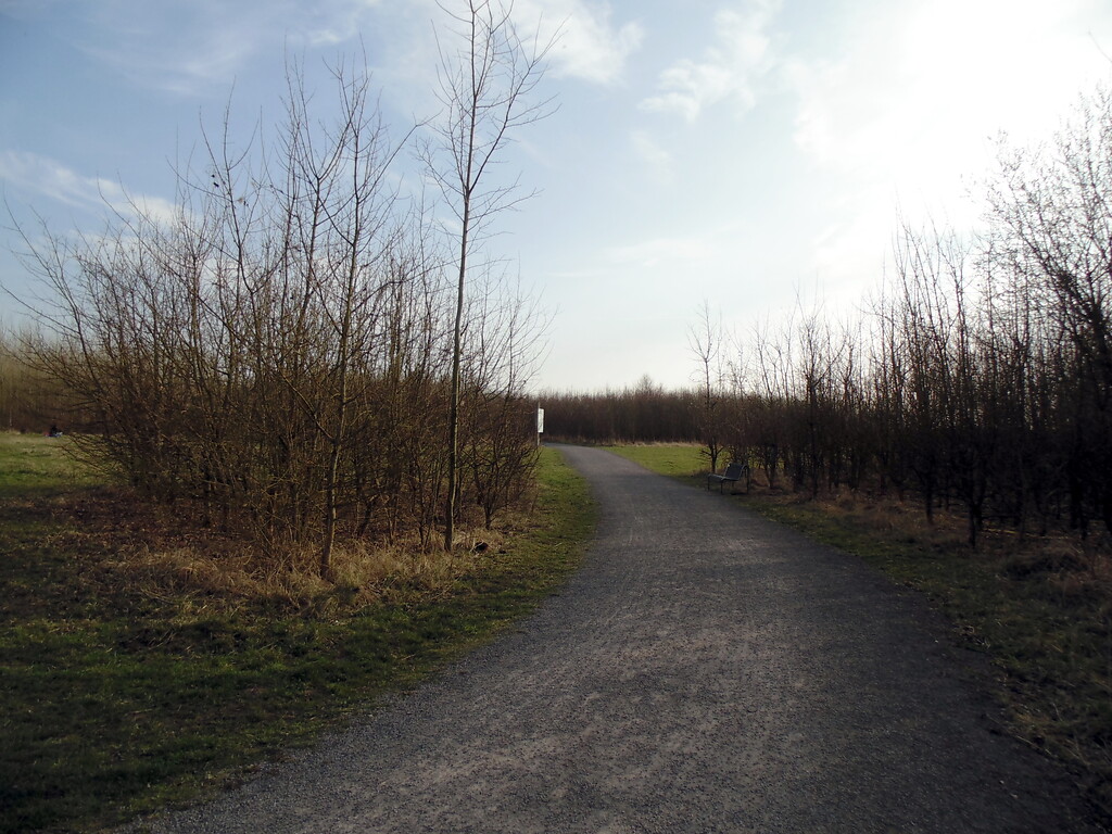 Blick in Richtung Süd-Westen entlang des Hauptweges des Waldlabors im Stadtwald in Köln-Junkersdorf (2021).