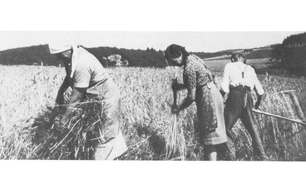 Getreideernte in der Gemarkung Kolverath (1942)