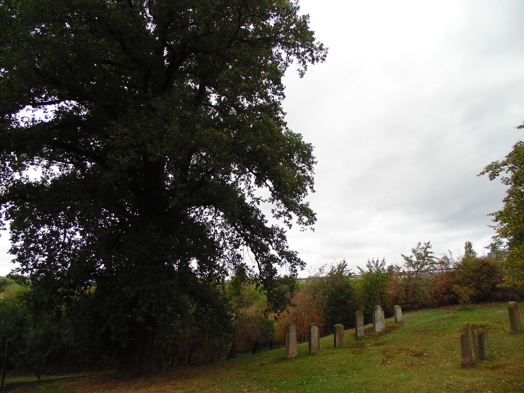 Eine mächtige Eiche überragt eine Grabsteinreihe auf dem jüdischen Friedhof Großvernich (2020).