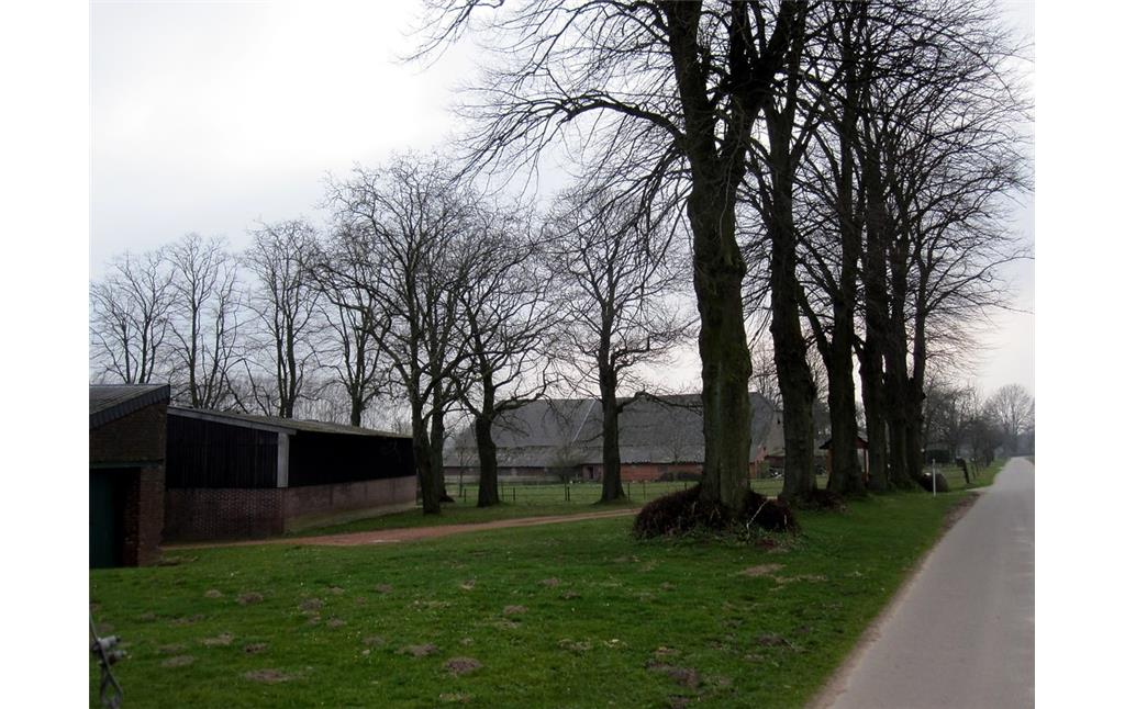 Baumreihe aus Linden und Einzelbäume am Lindenhof in Uedemerfeld (2011)