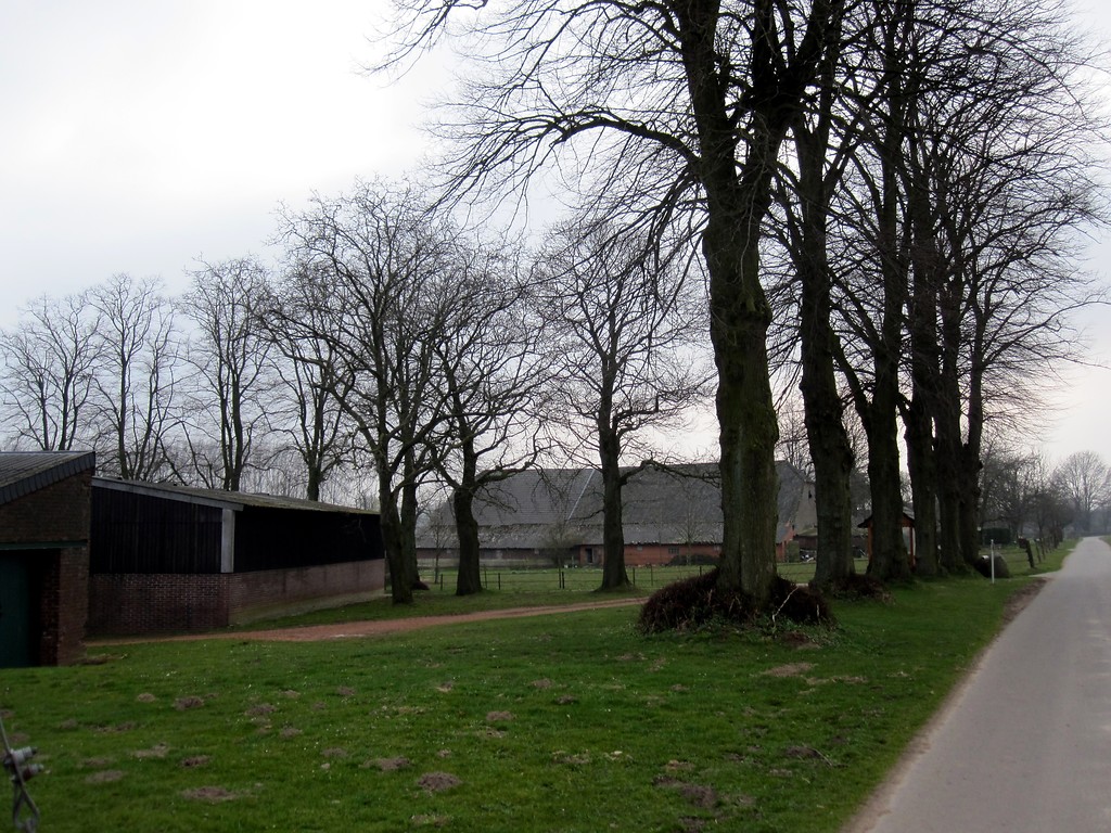 Baumreihe aus Linden und Einzelbäume am Lindenhof in Uedemerfeld (2011)