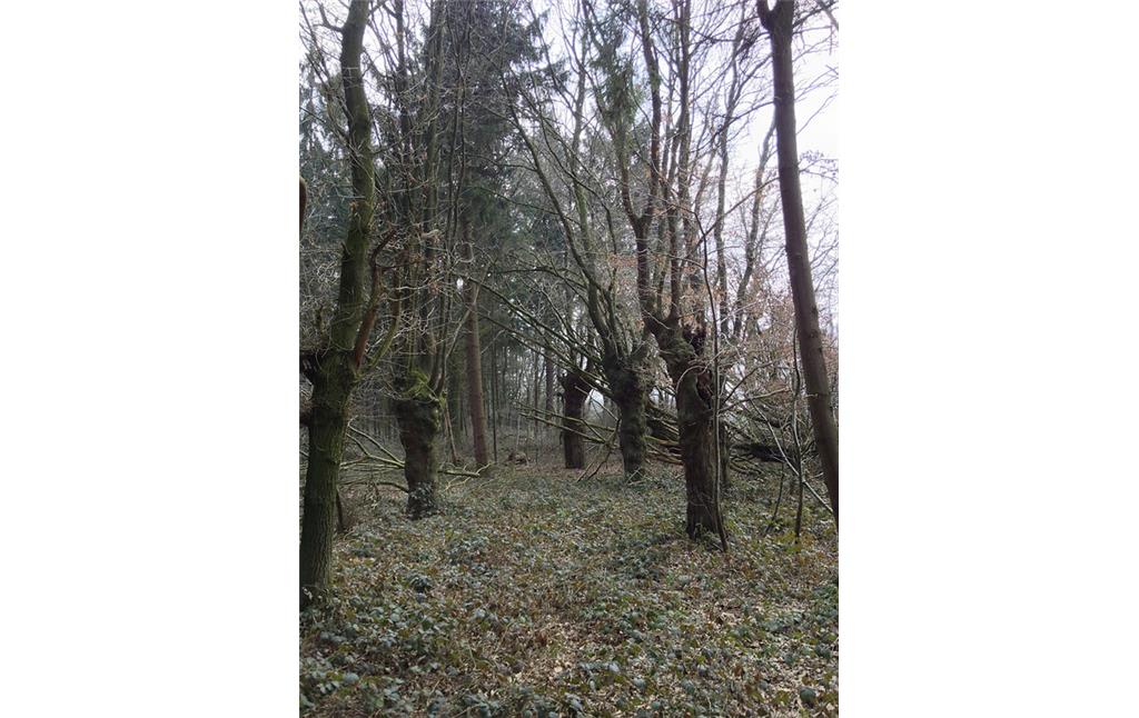 Kopfeichen in einem Waldstreifen südlich der historischen Schlossanlage Kalbeck neben der Niers (2013)