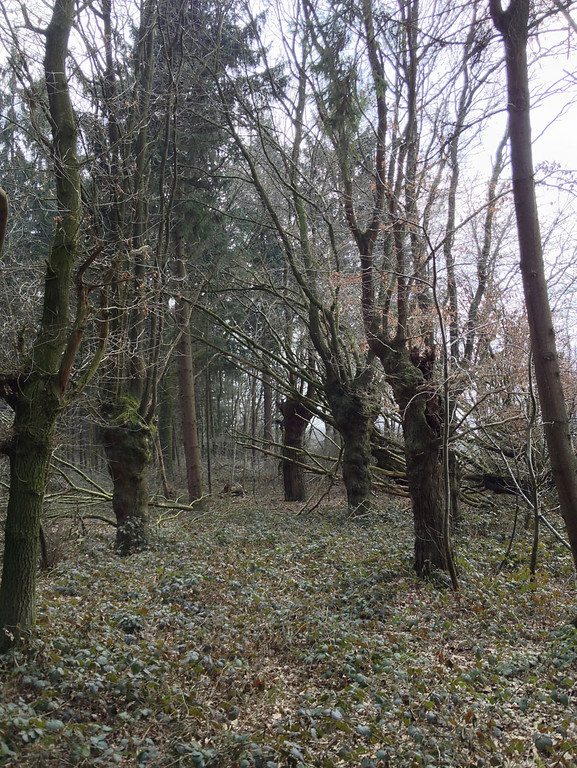 Kopfeichen in einem Waldstreifen südlich der historischen Schlossanlage Kalbeck neben der Niers (2013)