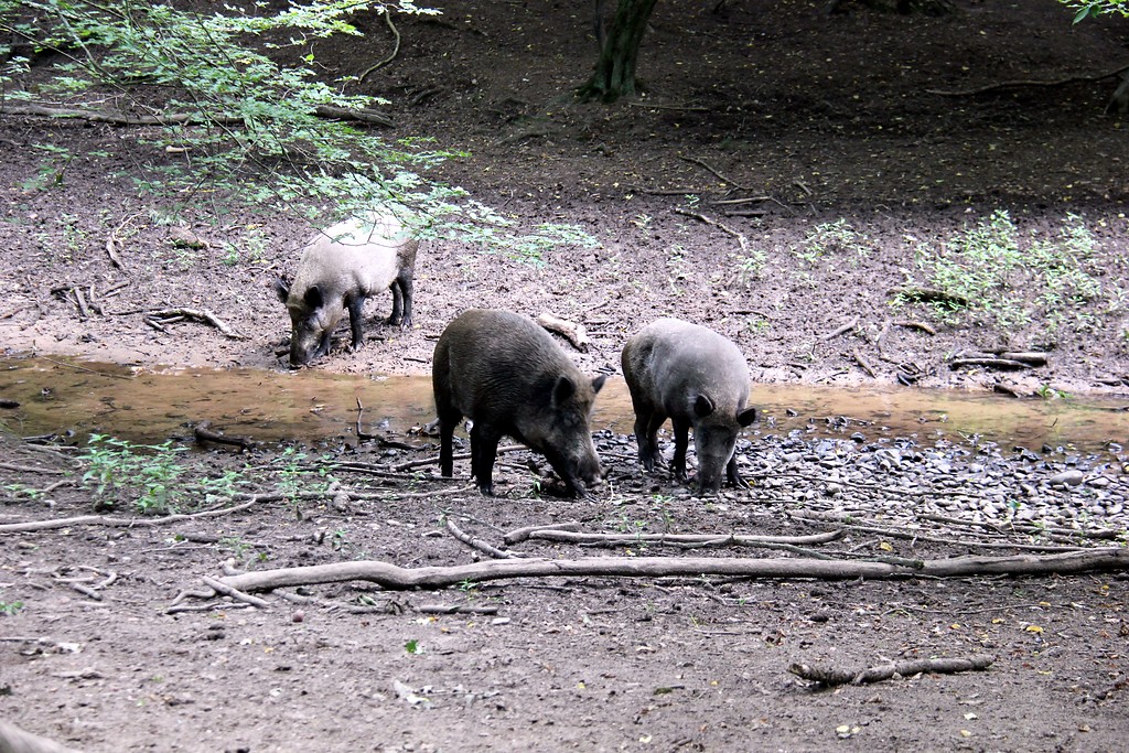 Wildschweine am Flehbach im Königsforst (2015).