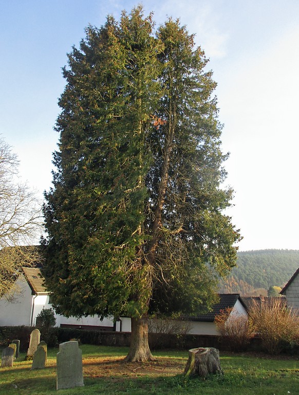 Jüdischer Friedhof Loshardt in Kall, zentral steht ein großer Nadelbaum auf dem Gräberfeld (2016).