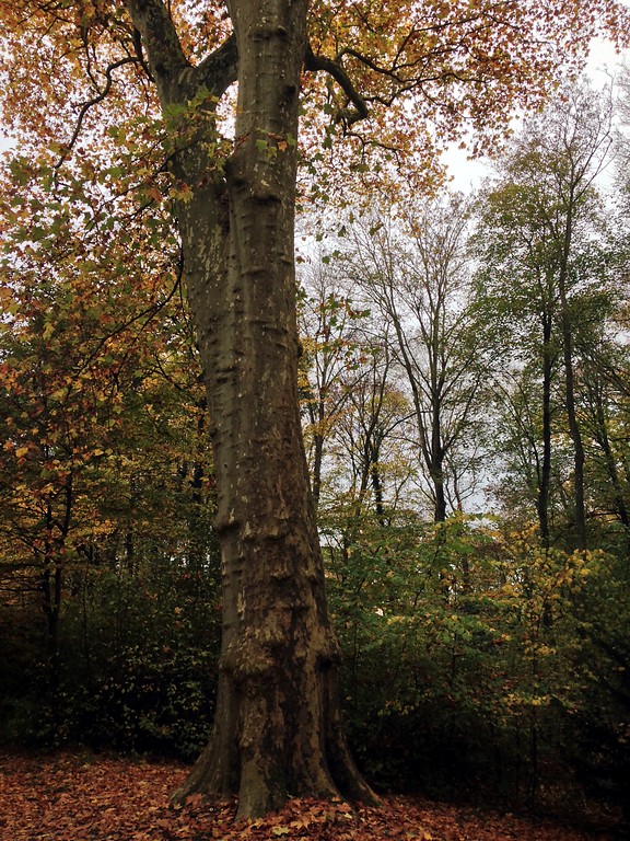 Ein Kastanienbaum des Schlossparks Sayn (2014).