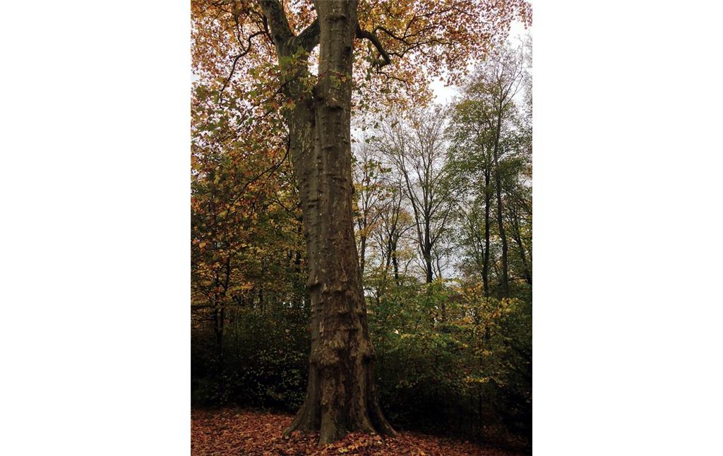 Ein Kastanienbaum des Schlossparks Sayn (2014).