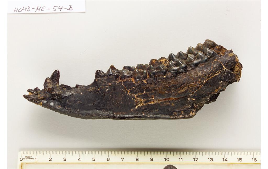 Fossil aus der Grube Messel - Unterkiefer von Propalaeotherium hassiacum mit kompletter Bezahnung