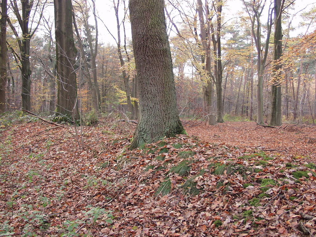 Ein mit Bäumen bestandener Erdwall im Wald bei Geldern-Walbeck (2002)