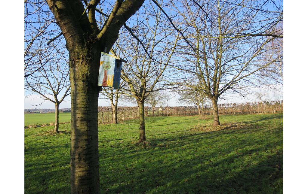 Obstwiese bei Bornheim-Sechtem (2018). Im Vordergrund ist ein Vogel-Nistkasten an einem Kirschbaum aufgehängt.