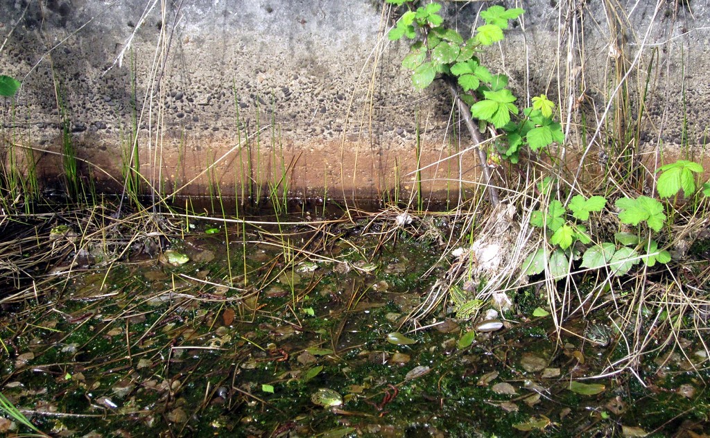 Das Becken der Panzerwaschanlage am früheren Camp Altenrath mit zahlreichen darin schwimmenden Wasserfröschen (2014).