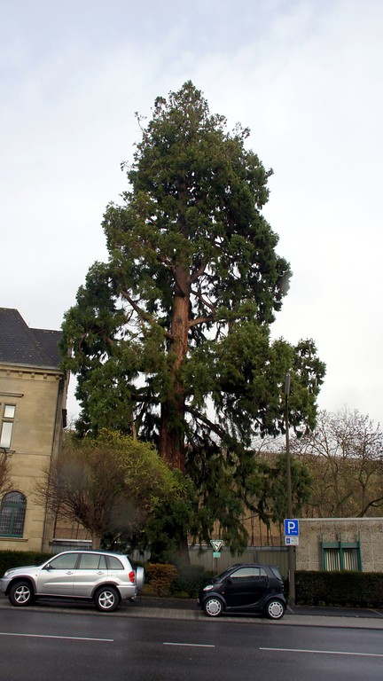 Mammutbaum vor der Kreisverwaltung in Ahrweiler (2016)