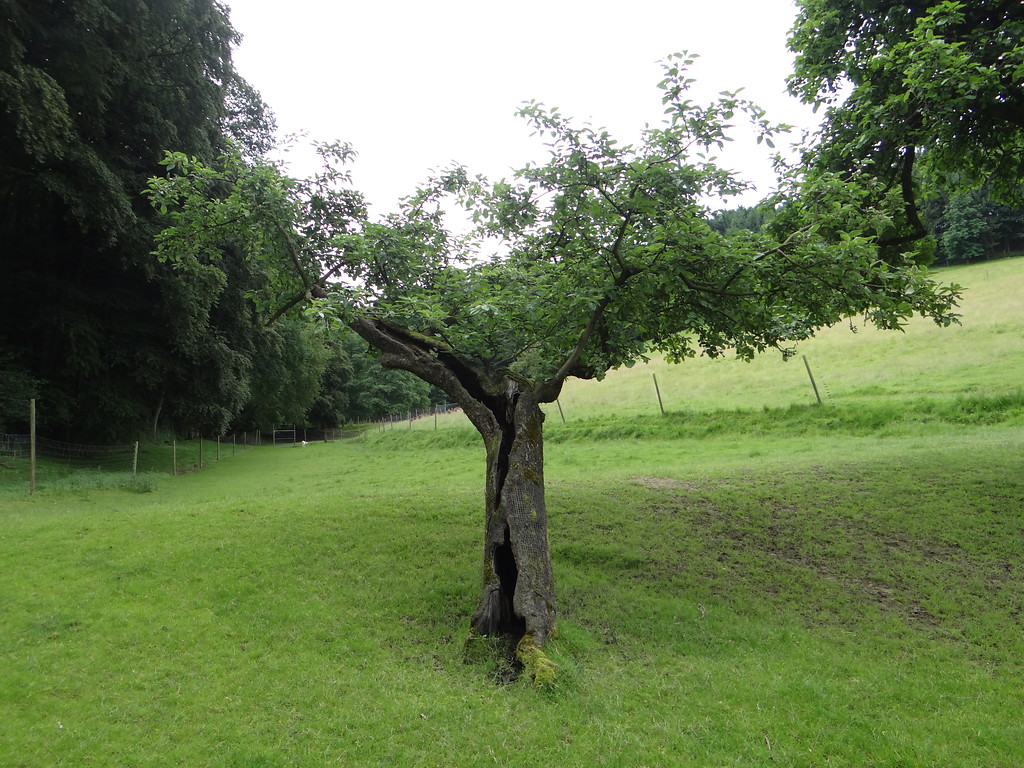 Uralter Apfelbaum im Damwildgehege bei Odenthal-Höffe (2016)