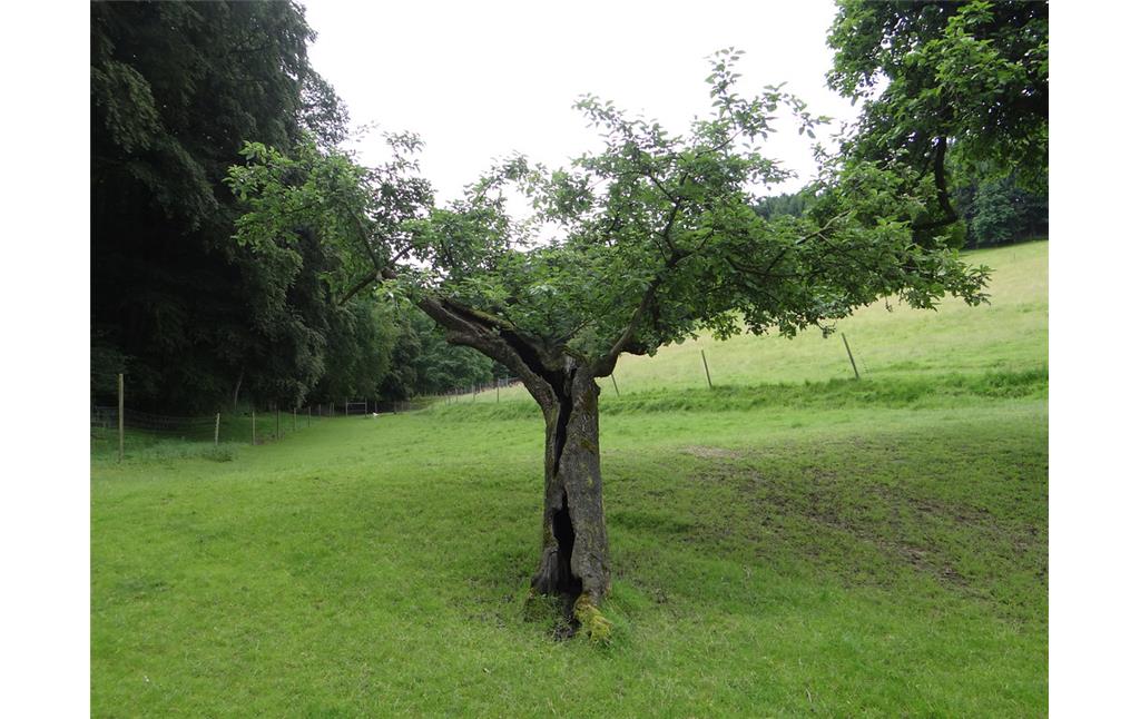 Uralter Apfelbaum im Damwildgehege bei Odenthal-Höffe (2016)