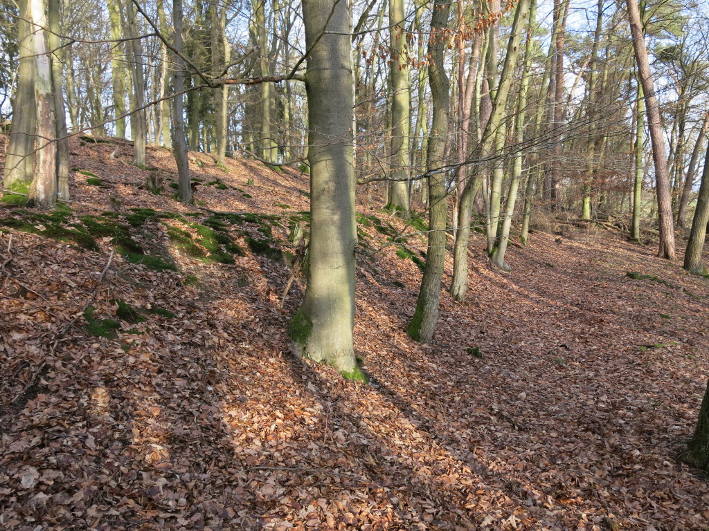 Geländestufen am Kuckucksberg (2013).
