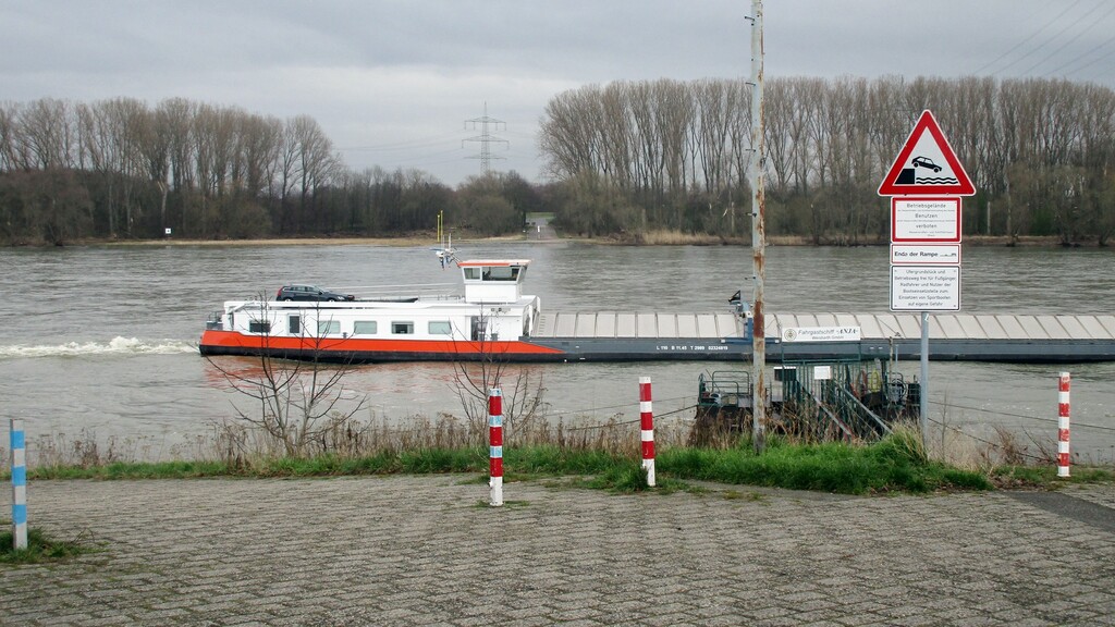 Blick von Widdig aus auf die Zufahrt an der Rheidter Uferseite mit der Ersatzübergangsstelle über den Rhein (so genannte "NATO-Rampe") zwischen Bornheim-Widdig und Niederkassel-Rheidt (2024).