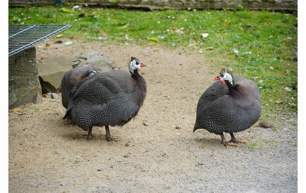 Exotische Hühnervögel im Lindenthaler Tierpark (2021)