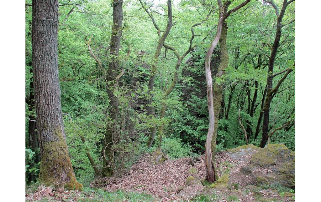 Die versteckt gelegene Burgruine Suitbertstein im Wald bei Dörrebach (Mai 2016).
