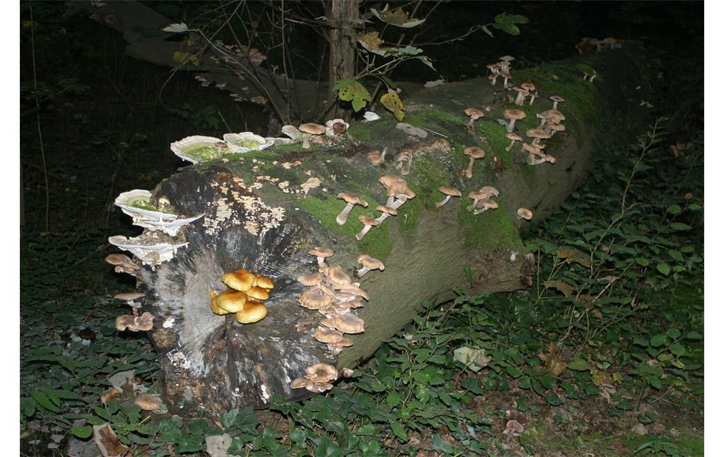 Ein umgestürtzer Baum, der als Biotopbaum von Pilzen verschiedener Arten besiedelt wird (2010).