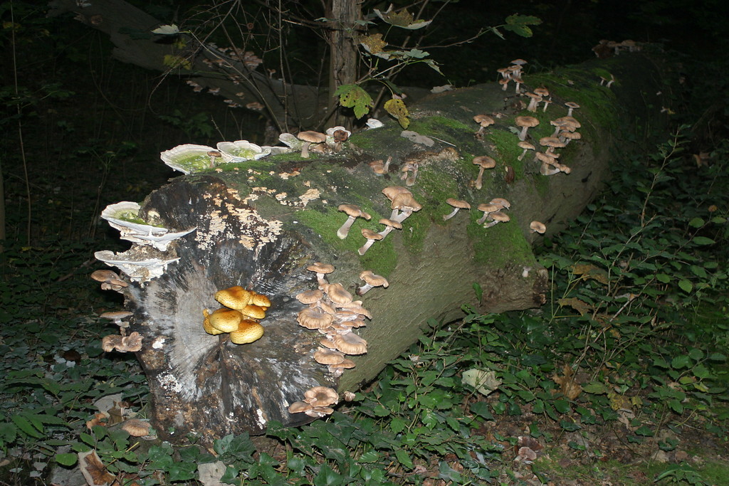 Ein umgestürtzer Baum, der als Biotopbaum von Pilzen verschiedener Arten besiedelt wird (2010).