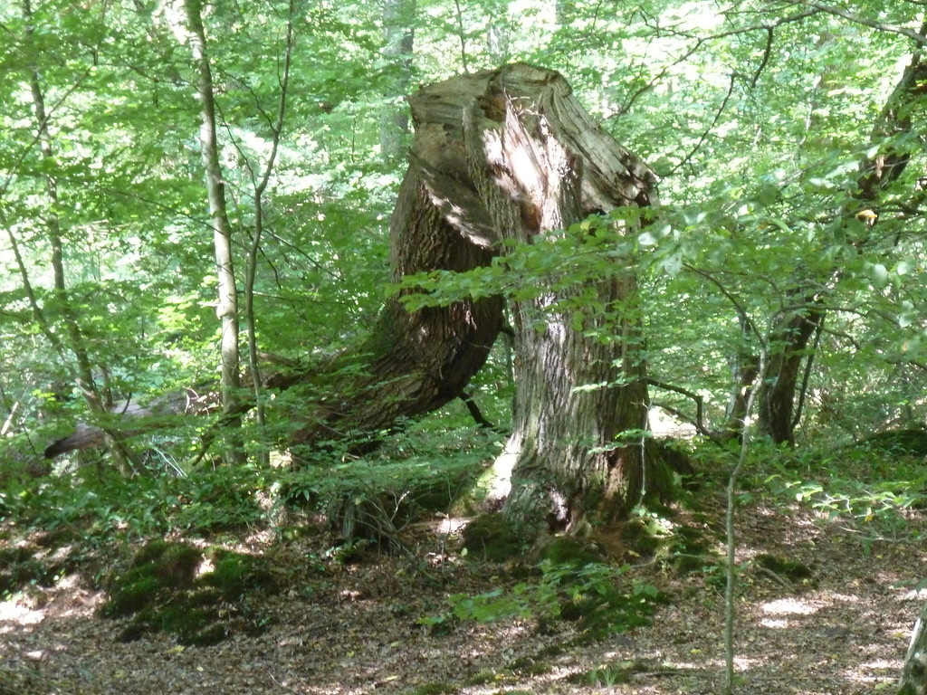 Altholzbestand und Buchenaufwuchs im Bienwald (2017)