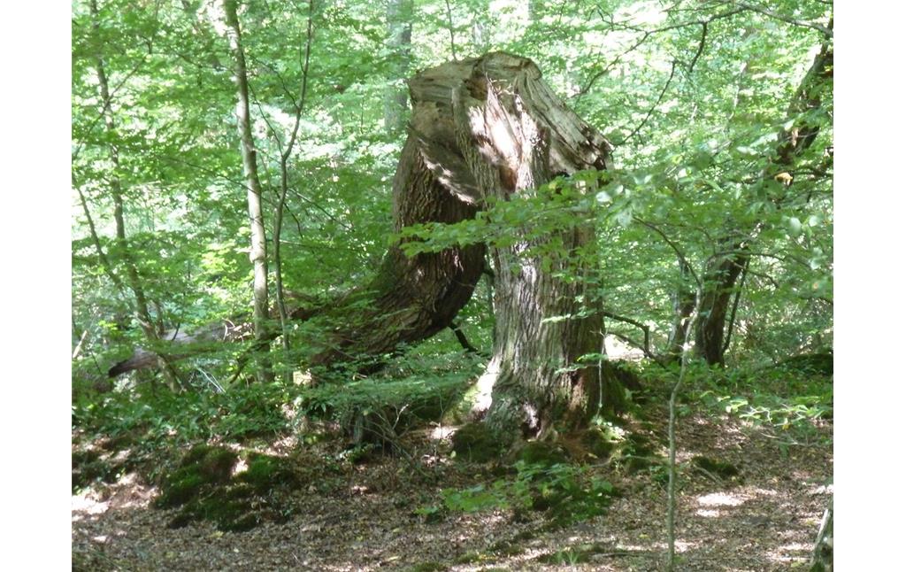 Altholzbestand und Buchenaufwuchs im Bienwald (2017)
