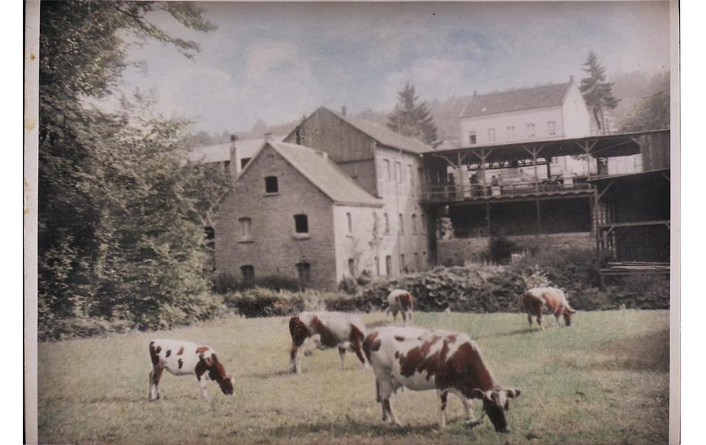 Historisches Foto der ehemaligen Mühle Mühlenau mit integriertem Sägewerk (undatiert). Auf einer Weide davor grasen Kühe.