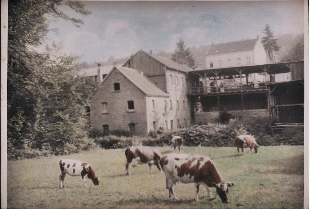 Historisches Foto der ehemaligen Mühle Mühlenau mit integriertem Sägewerk (undatiert). Auf einer Weide davor grasen Kühe.