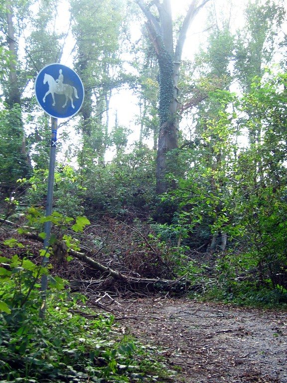 Der Hügel der Helpensteiner Motte am Hoffberg, auch Burg Helpenstein bzw. Burghügel Galgenstein genannt (2014). Durch unbeseitigte Sturmschäden ist der Hügel kaum zu erkennen.