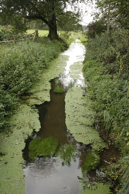 Ein Abschnitt der Hohen Ley bei Sonsbeck-Labbeck, ein mit flutenden Wasserpflanzen durchsetztes Gewässer, dessen Rand zum Teil mit alten Bäumen bestanden ist (2014).
