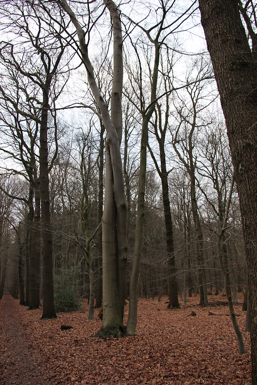 Laubwaldbestand im Tannenbusch bei Goch (2013)