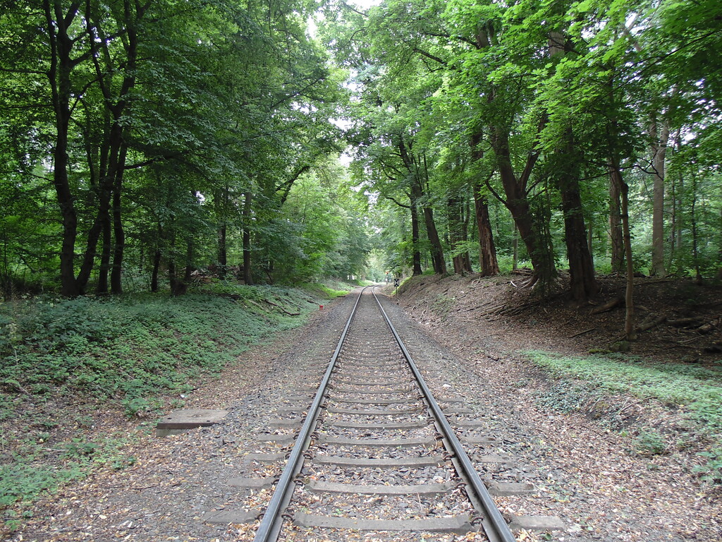 In Richtung Braunsfeld führende Gleise im Köln-Lindenthaler Stadtwald (2020).